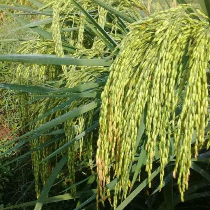 benih padi cakra buana cb 04 Diskon