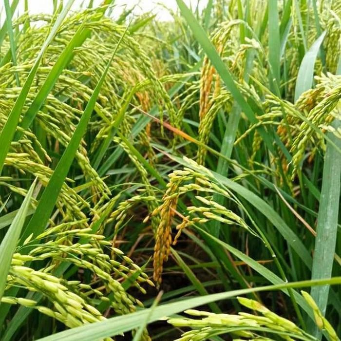 Benih padi SR super genjah 75-80 hst kemasan 5 kg Diskon