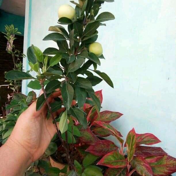 bibit apel anna kondisi berbunga / berbuah Murah