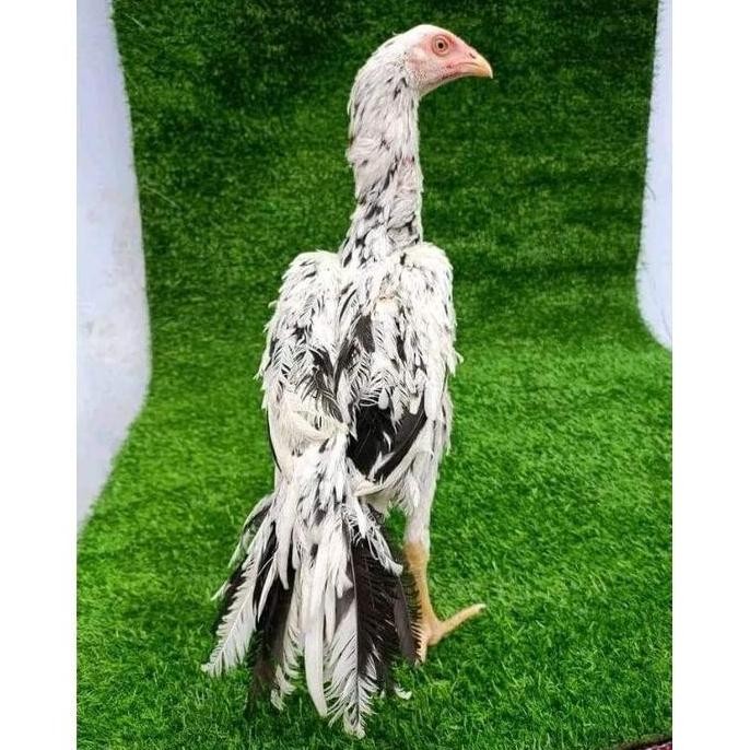 

TELUR VERTIL AYAM BANGKOK EKOR LIDI WB BULU KAKU