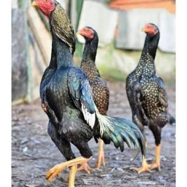 

READYY TELUR VERTIL TETAS AYAM SHAMO JAPAN 3 BUTIR