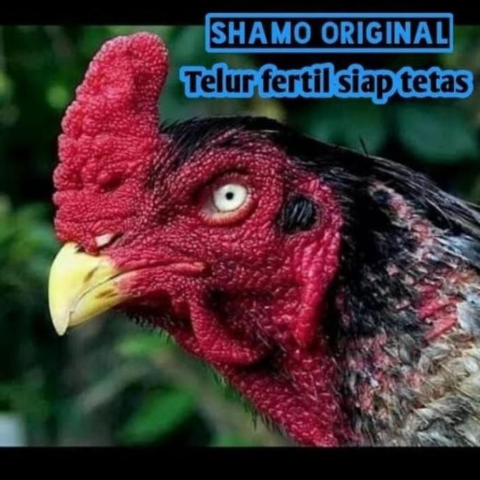 

TELUR VERTIL AYAM SHAMO JAPAN ORIGINAL