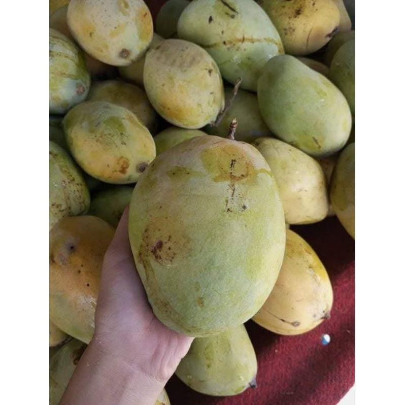 

Aman Terbaik Ready Mangga Dermayu/ Mangga Kopek/ Mangga Cengkir 1Kg Dikirim Mentah