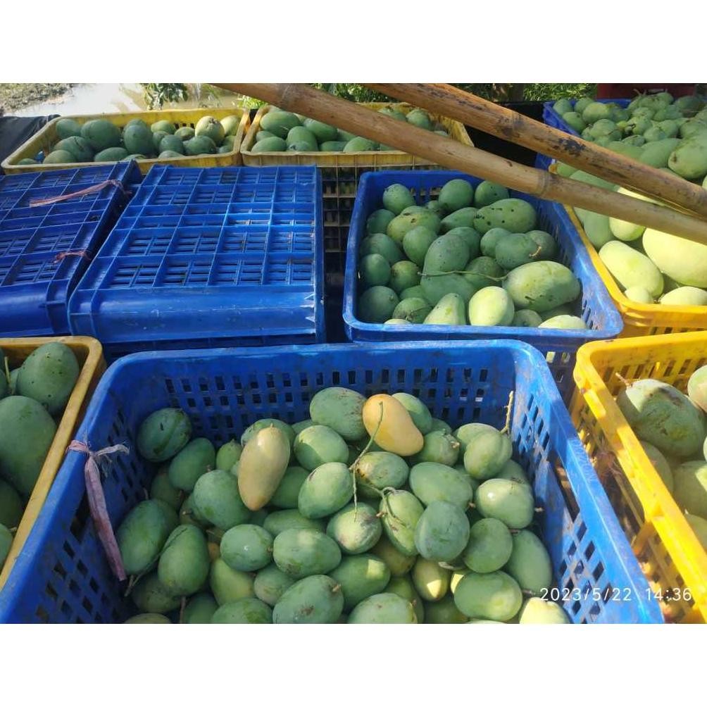 

Simplicity Mangga Muda 1Kg Jenis Gadung/Harum Manis/Alpukat