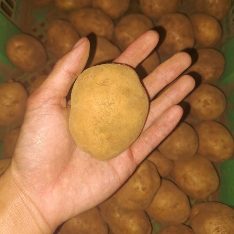 

Tangguh Kentang Dieng Sedang 1 Kg Isi 8-15