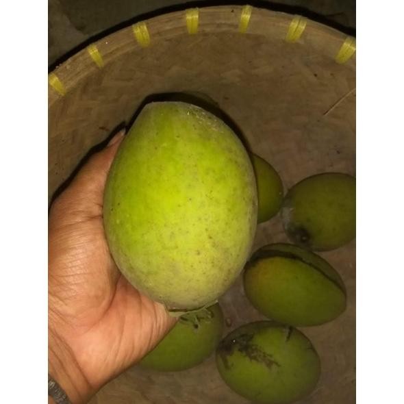 

Tahan Lama Buah Mangga Kweni Segar 1Kg Antioksidan Harum