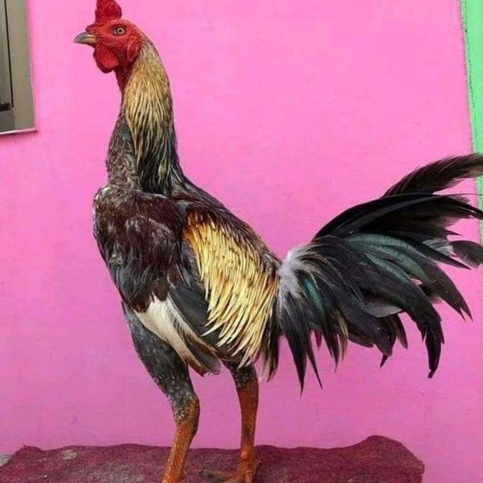 

TELUR AYAM PAMA NINJA IQ F1/TELUR VERTIL PETARUNG