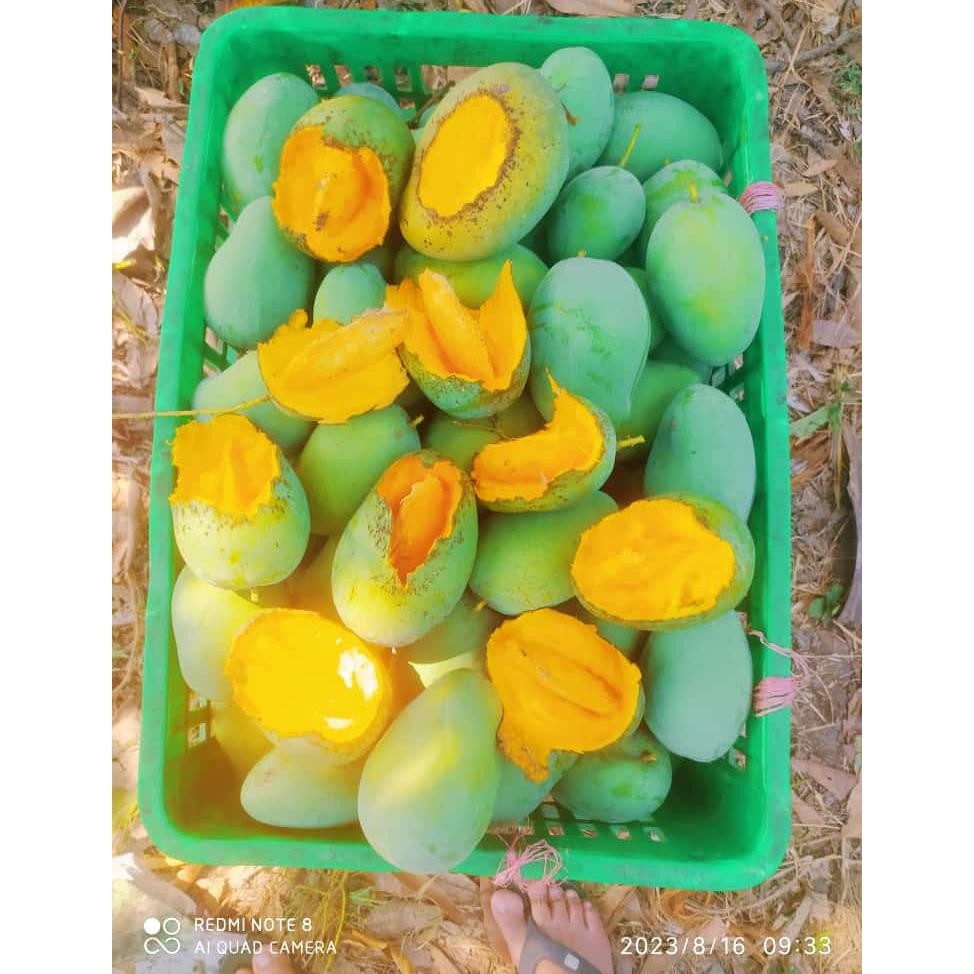 

Aman Mangga Harum Manis Mangga Gadung 1Kg Ukuran Bisa Request