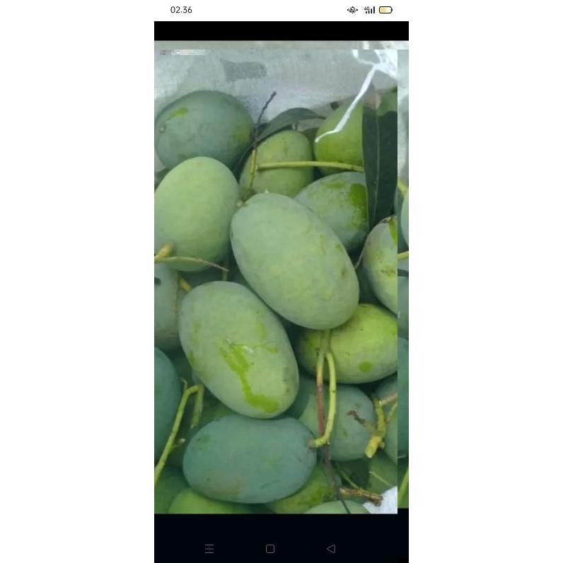 

Inovasi Mangga Muda Mangga Rujak Segar 1 Kg