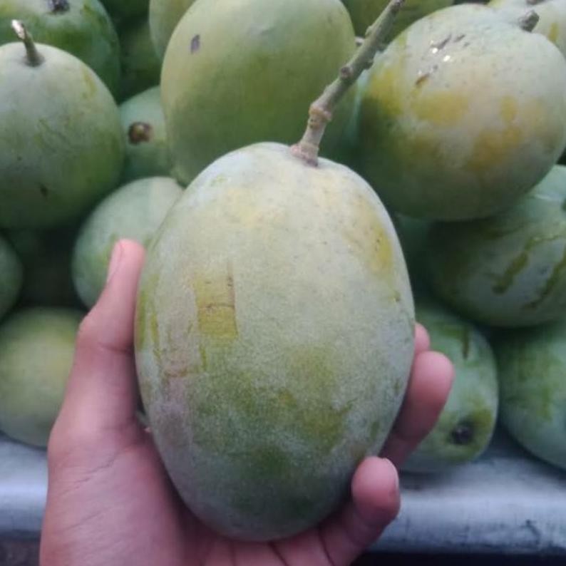 

Tersedia Sekarang Mangga Indramayu 1 Kg Super