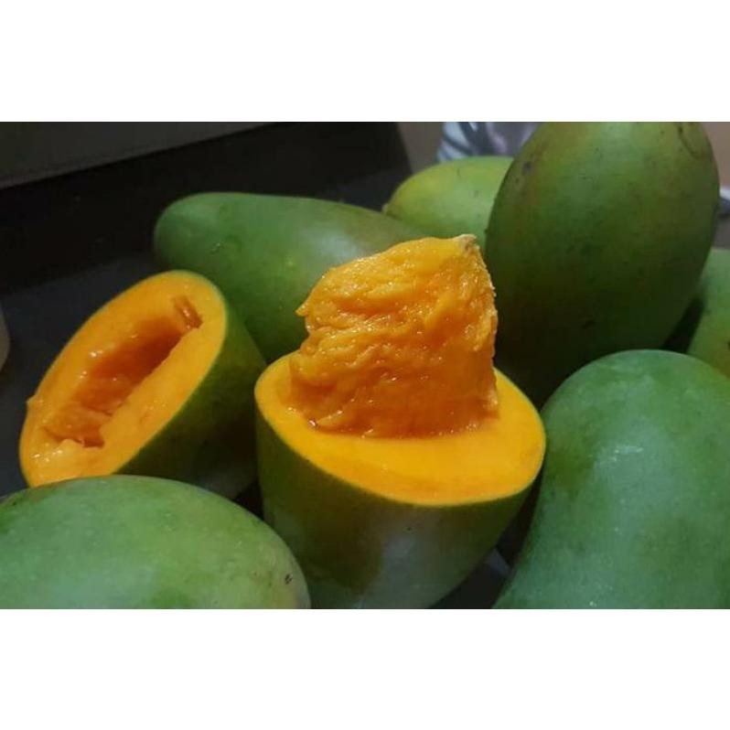 

Terjangkau Mangga Harumanis Matang Tua Pohon 1Kg