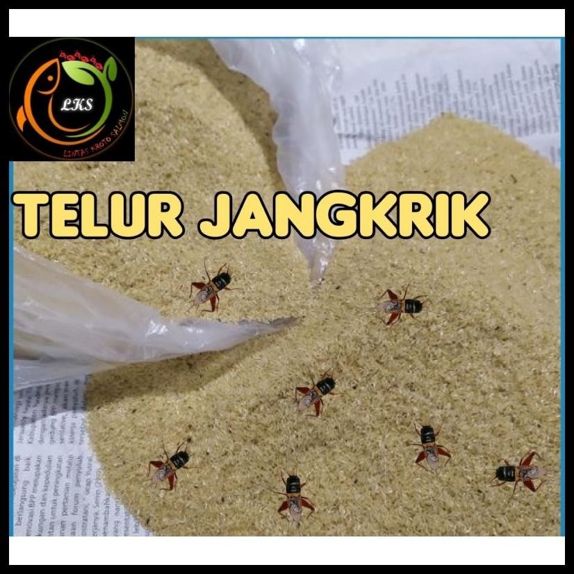TELUR JANGKRIK SUPER MADU ALAM