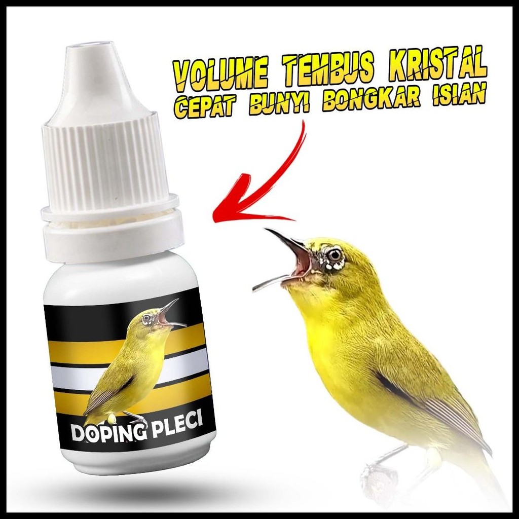 DOPING PLECI | DOPING BURUNG PLECI DOSIS TINGGI