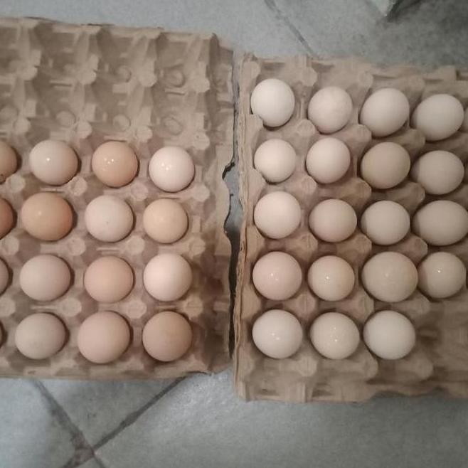 

TELUR VERTIL/TETAS AYAM ELBA