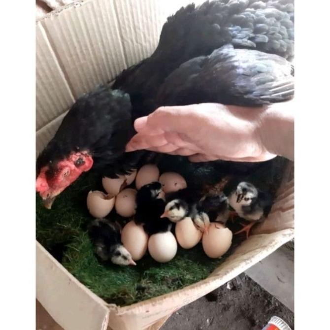 

TELUR AYAM PAKHOY VERTIL SIAP DI TETASKAN JAMINAN SUPER OIGINAL BERGARANSI