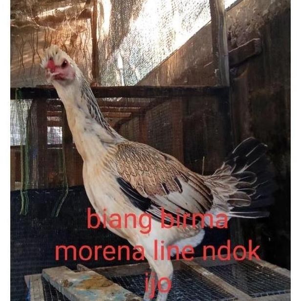 

TELUR VERTIL AYAM BIRMA MORENA TELUR UNTUK DITETASKAN