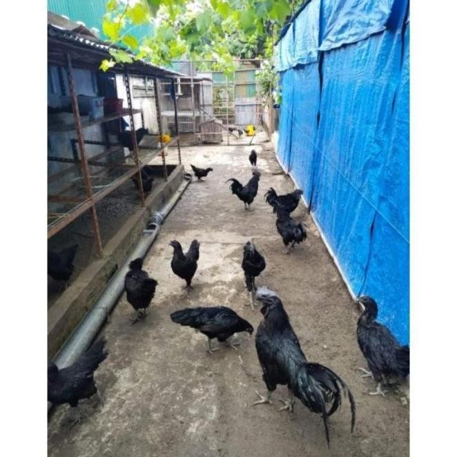 

3 TELUR VERTIL AYAM CEMANI SORTIRAN