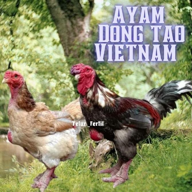 

TELUR AYAM DONG TAO VIETNAM ORI BISA UNTUK DI TETASKAN VERTIL ORIGINAL BERKUALITAS