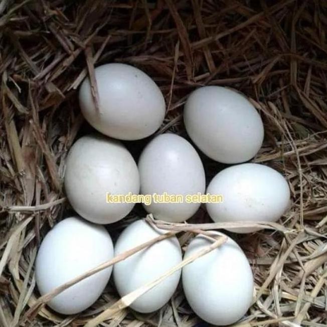 

TELUR VERTIL AYAM SHAMO JAPAN ORINAL