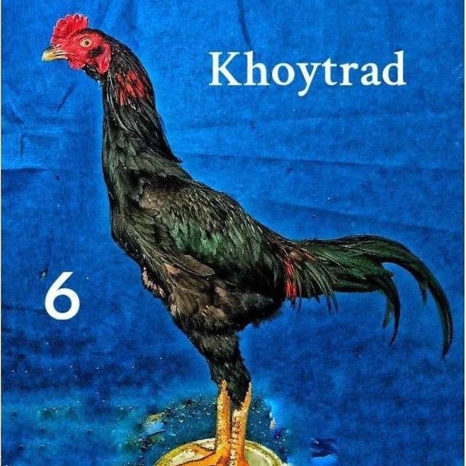 

TELUR TETAS VERTIL AYAM KHOYTRAD BAGUS SUPER