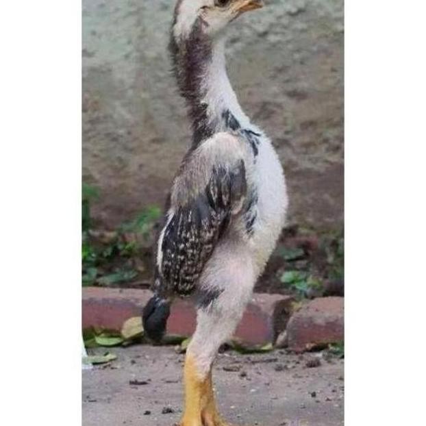 

TELUR VERTIL AYAM JAWA RAKSASA||SIAP TETAS