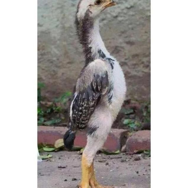 

TELUR VERTIL AYAM JAWA RAKSASA||SIAP TETAS