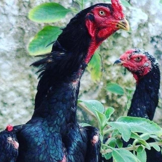 

TELUR VERTIL AYAM SHAMO JAPAN