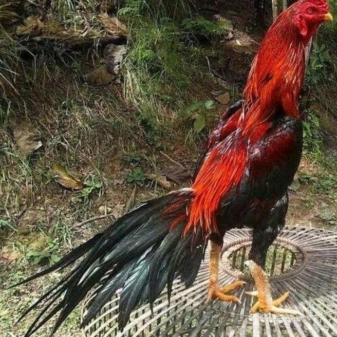 

TELUR VERTIL AYAM BANGKOK EKOR LIDI ORIGINAL