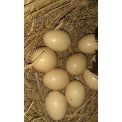 

TELUR VERTIL AYAM BANGKOK F1 ASLI SUPER