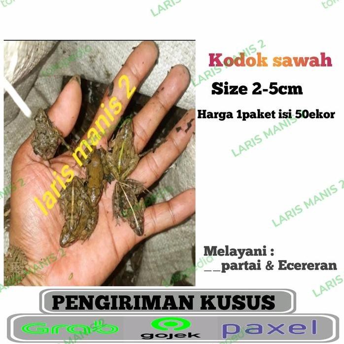 Terlaris Kodok Sawah Pakan Ikan-Kodok Pakan Ikan Isi 50Ekor