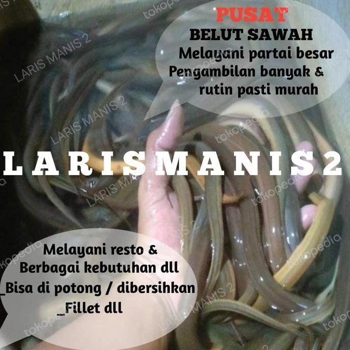 Terlaris Belut Sawah Lindung Sawah Hidup 1000Gram