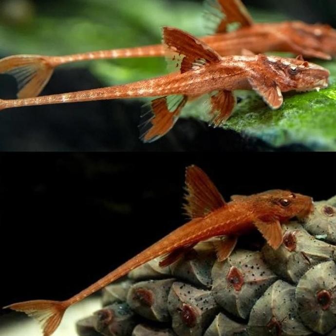 Terlaris Ikan Sapu-Sapu Red Lizard Whiptail Catfish Pleco Algaeter Algae Eater