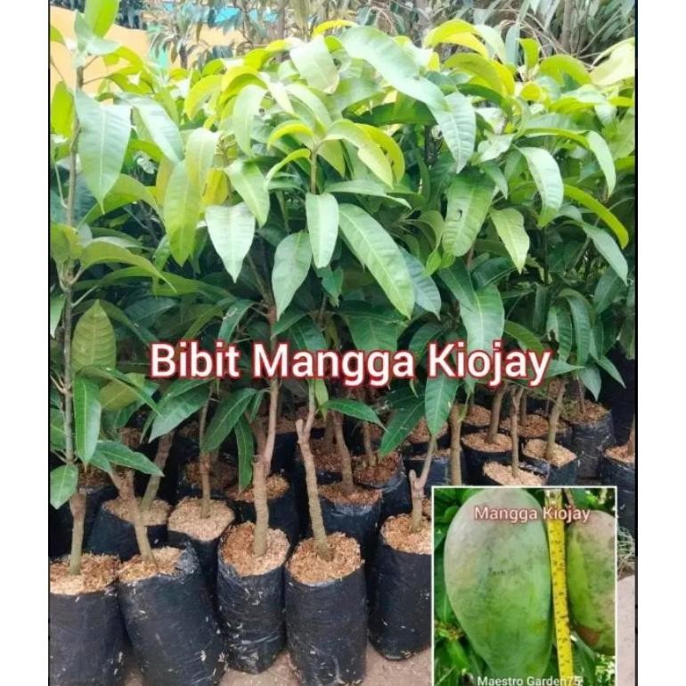 BIBIT BUAH MANGGA KIOJAY