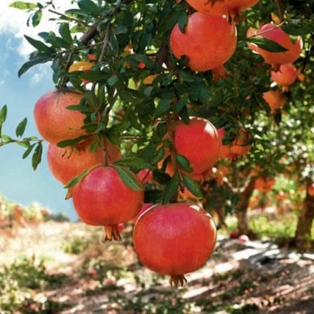 baru Bibit Delima Merah Jumbo / Bibit Pohon Delima Merah / Tanaman Delima buah
