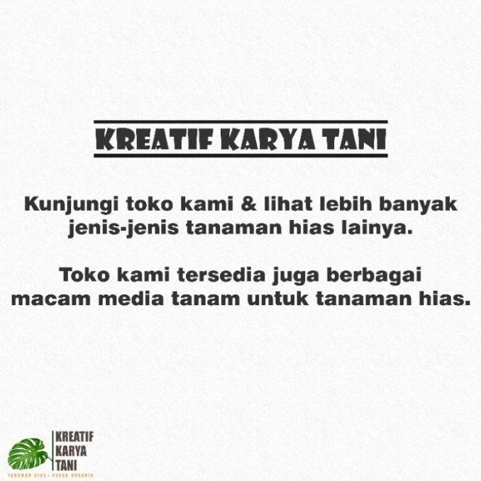 baru Pot tanaman bekas 1 Lusin - Pot tanaman - Pot bunga - Vas bunga