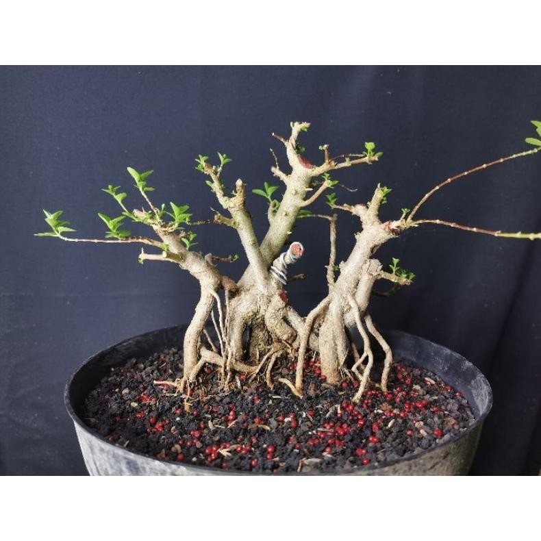 BONSAI SANCANG RAFF / SANCANG / SMALL