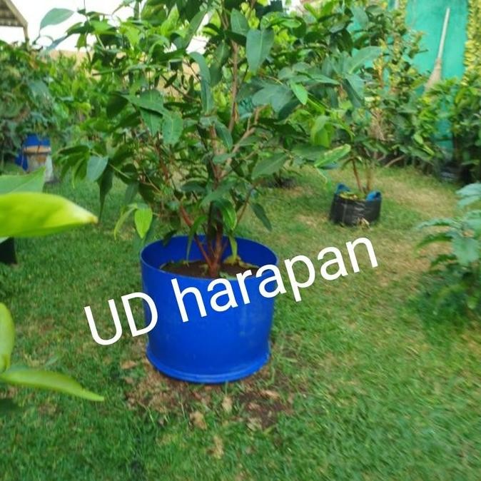 Drum plastik/tong sampah drum besi /tong drum/pot tanaman