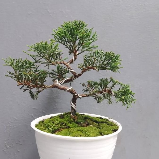 tanaman Bonsai Cemara puapua mame +pot plastik putih