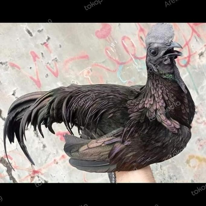 

Ayam Bekisar Cemani Bekicem Co