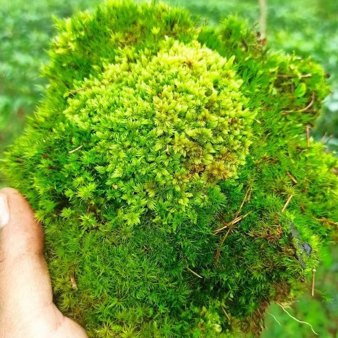 fresh Moss Terrarium / Moss Darat / Moss Bonsai Hidup murah