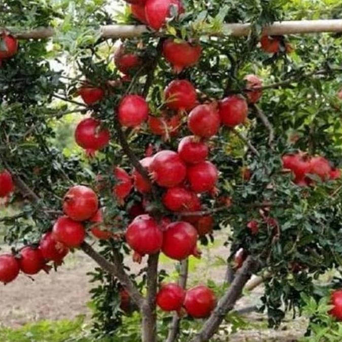 fresh Bibit Delima Merah Jumbo / Bibit Pohon Delima Merah / Tanaman Delima buah murah