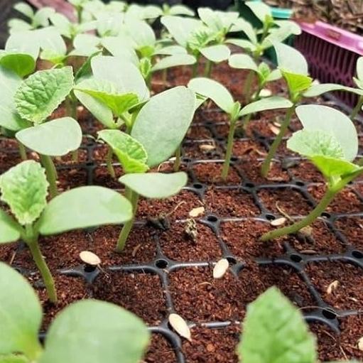 fresh media tanam cocopeat 1 karung (serabut kelapa) murah