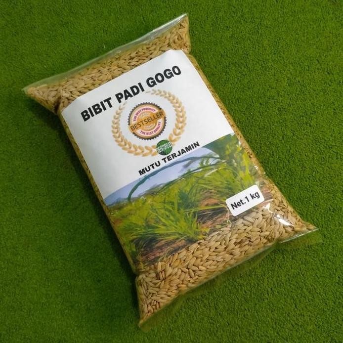 fresh Bibit padi gogo unggul 1 kg murah