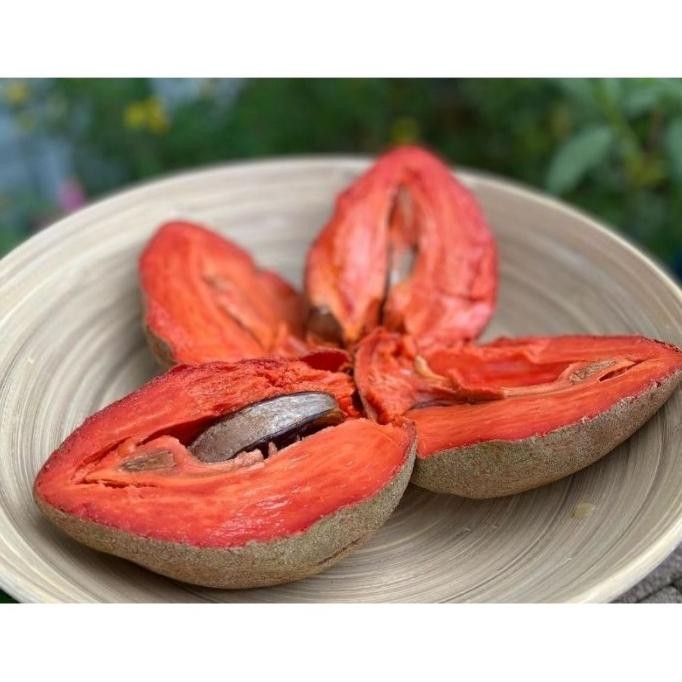 [Expert] Bibit Sawo Jumbo Mexico Unggul