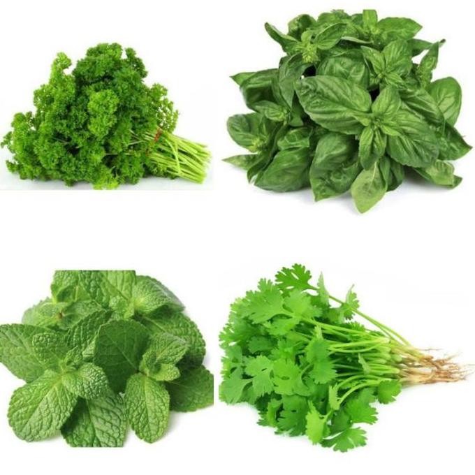 

Sayur Segar Semarang daun parsley, basil, daun ketumbar mint