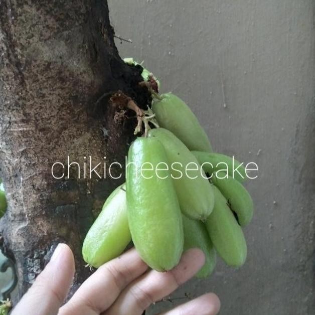 

BELIMBING WULUH SEGAR / BLIMBING SAYUR FRESH