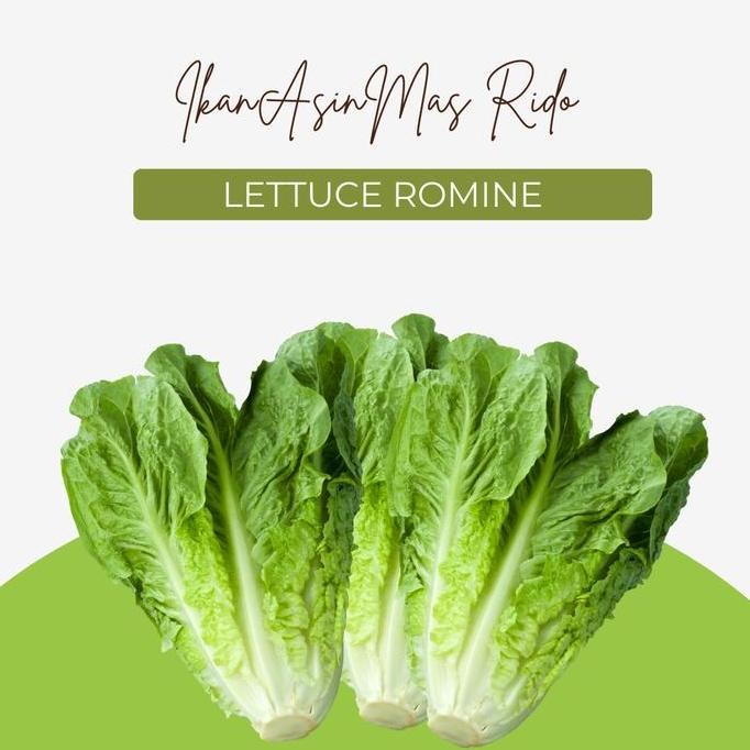 

Sayur Baby Cos Lettuce Baby Romaine Fresh Segar Premium Harga Murah