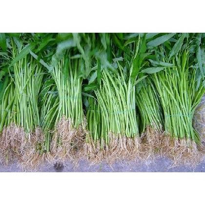 

Kangkung - per 1 ikat