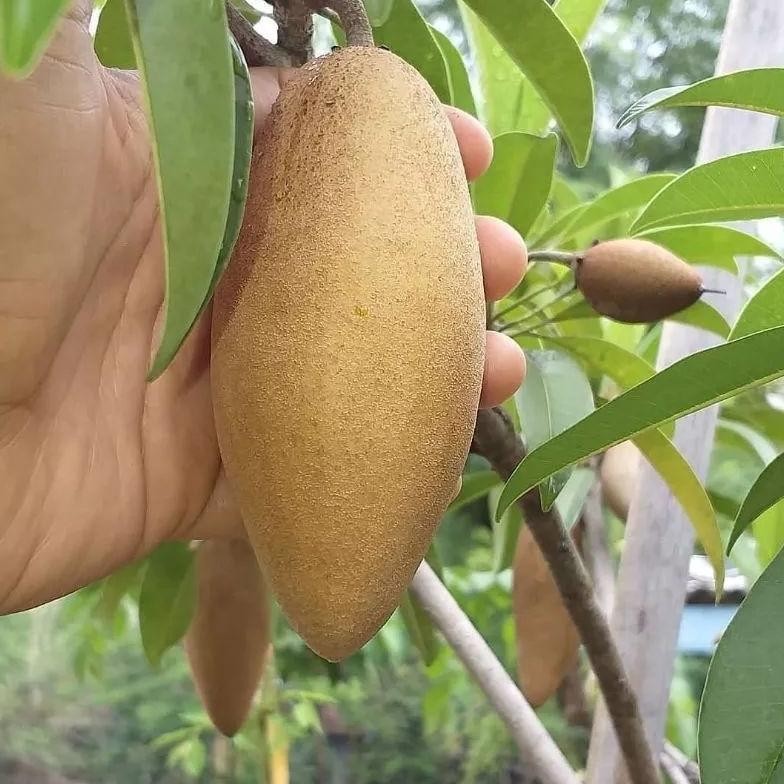 BIBIT SAWO SUDAH BERBUAH BERBUNGA