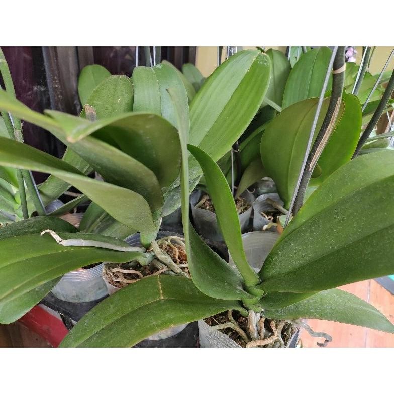 PROMO ANGGREK BULAN JUMBO PASCA BUNGA